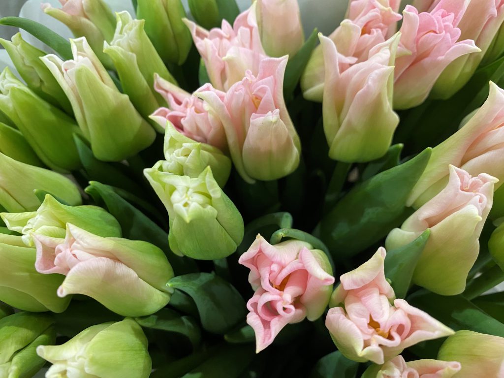 rosa und weisse Tulpen